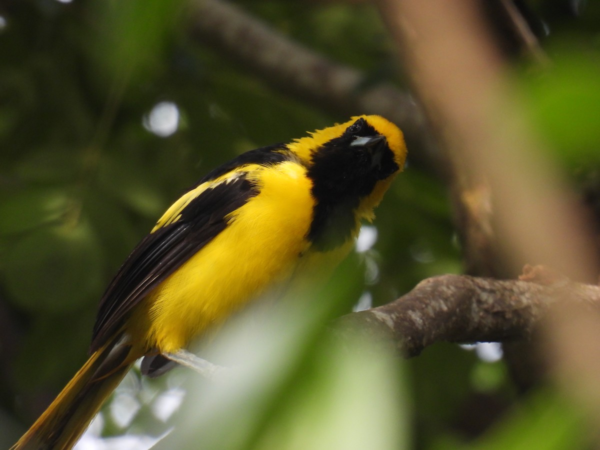 Yellow Oriole - ML357114401