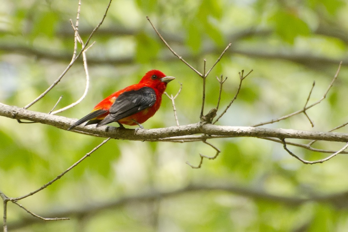 Scarlet Tanager - ML35711501