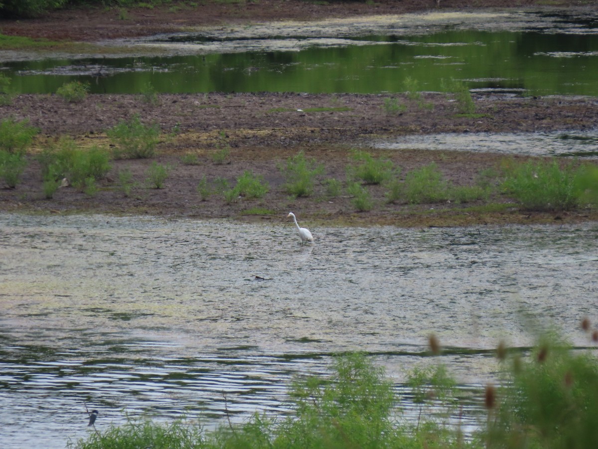 ダイサギ - ML357115291