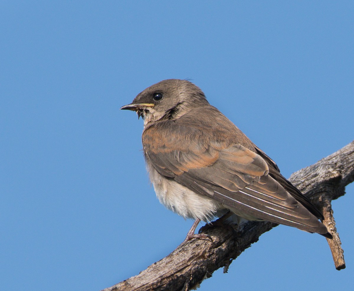 Northern Rough-winged Swallow - ML357115361
