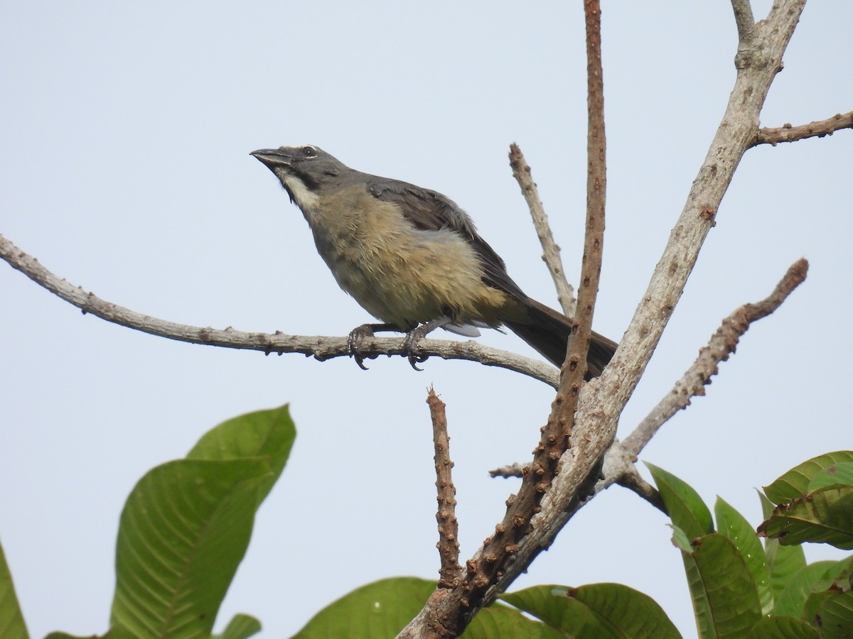 Olive-gray Saltator - ML357115701
