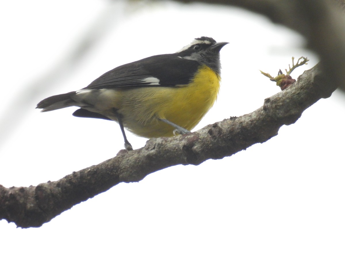Bananaquit - ML357115991