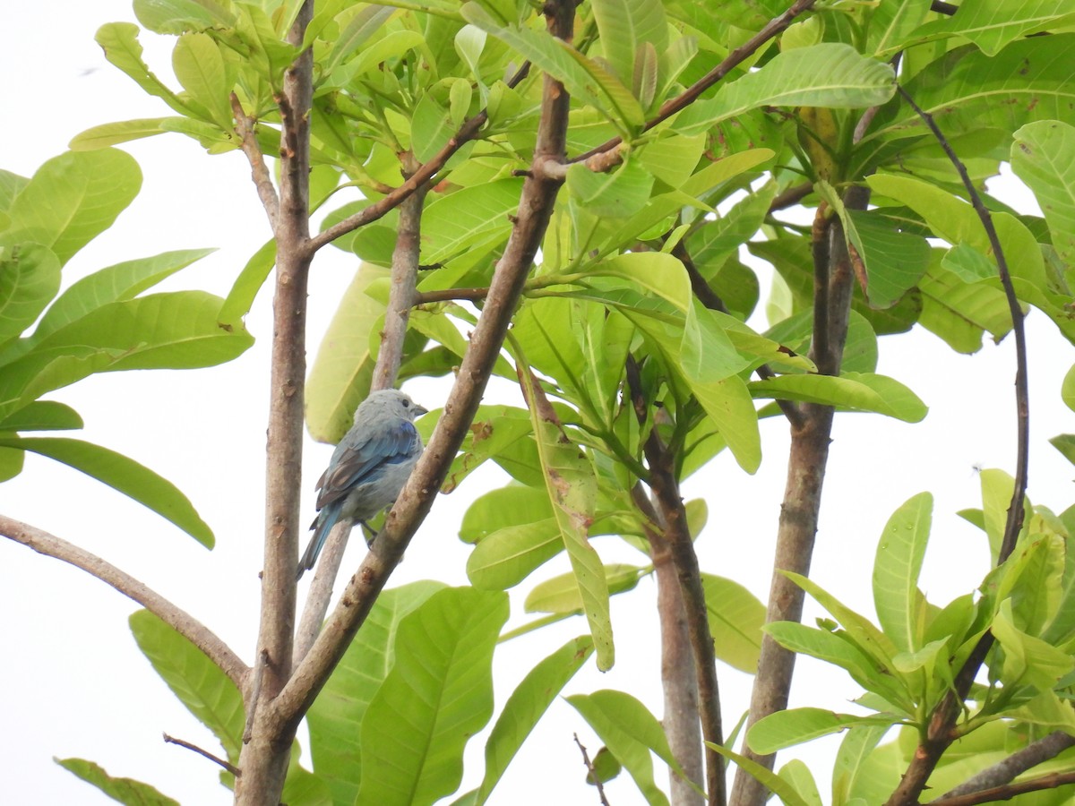 Glaucous Tanager - ML357116261