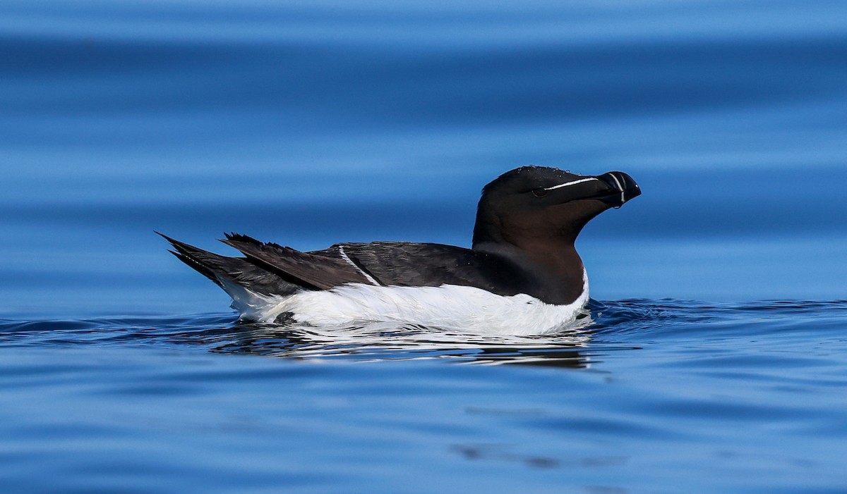 Гагарка мала - ML357116901