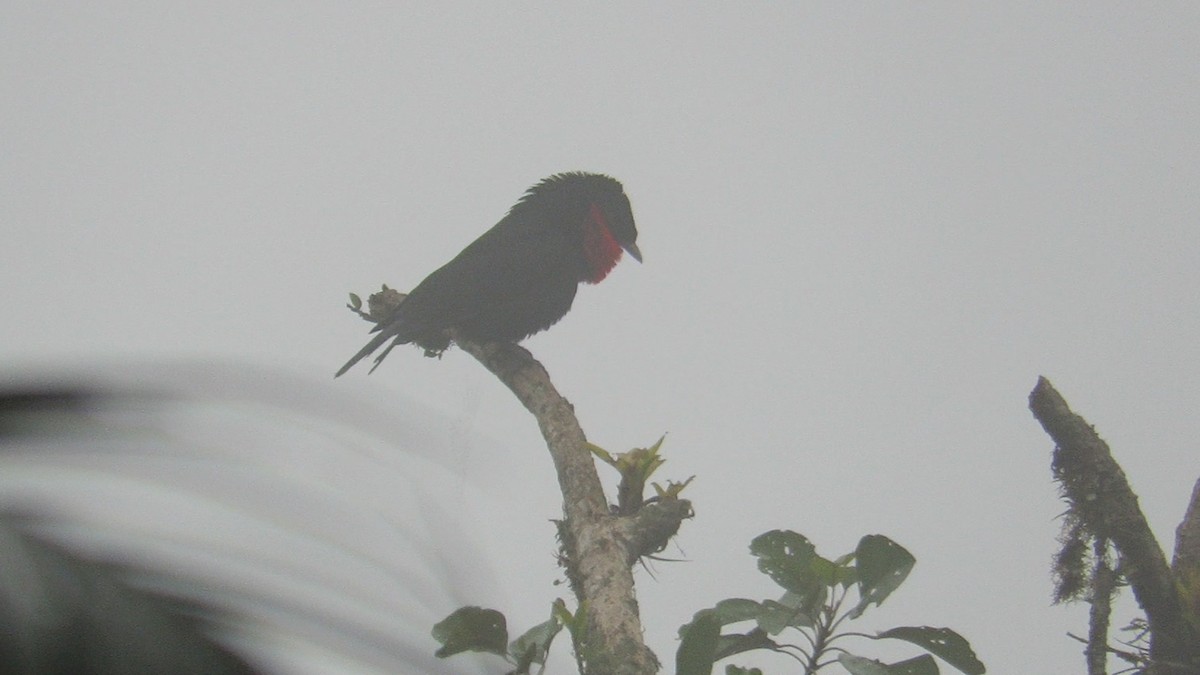 Red-ruffed Fruitcrow - ML357117021