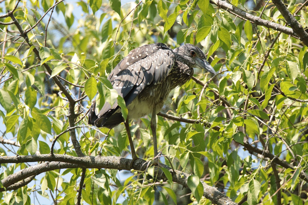 Yellow-crowned Night Heron - ML357117721