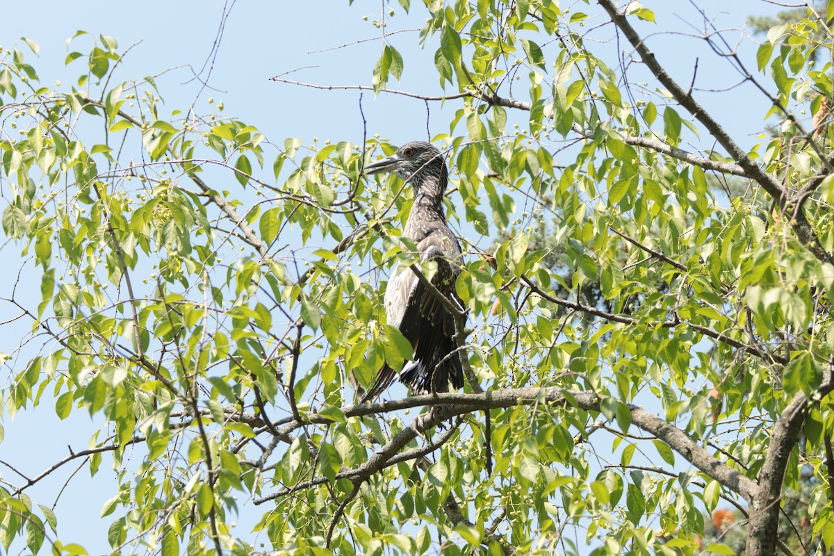 Yellow-crowned Night Heron - ML357117731