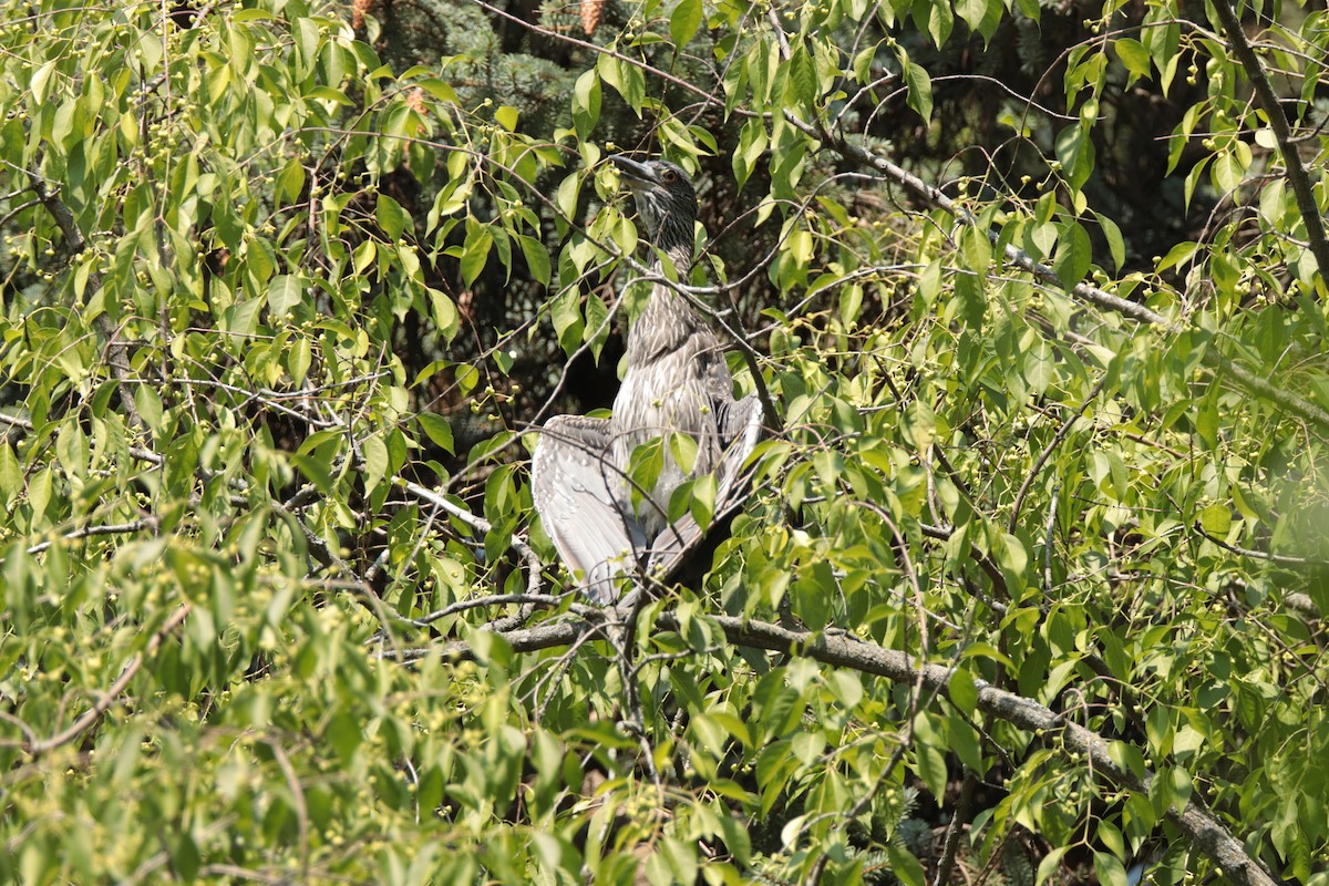 Yellow-crowned Night Heron - ML357117751