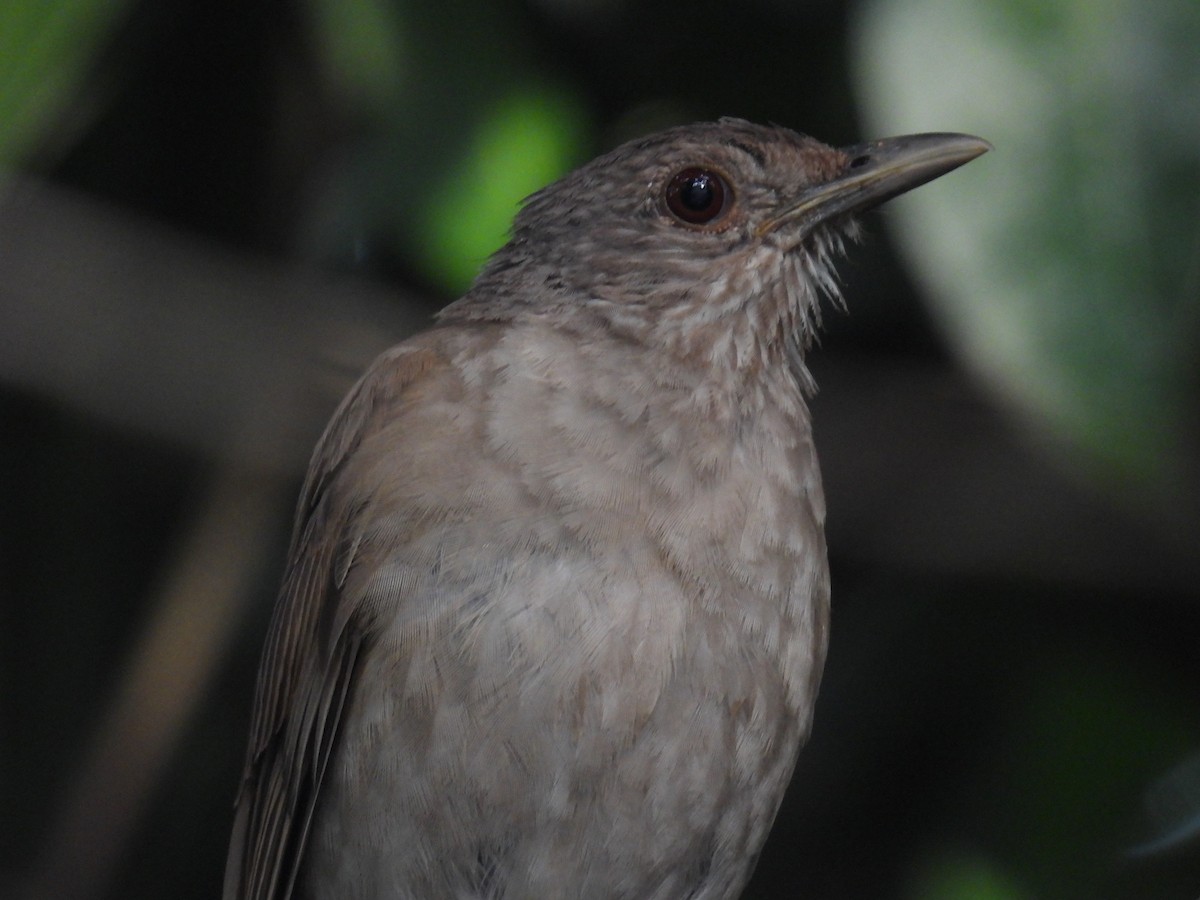 Clay-colored Thrush - ML357117901