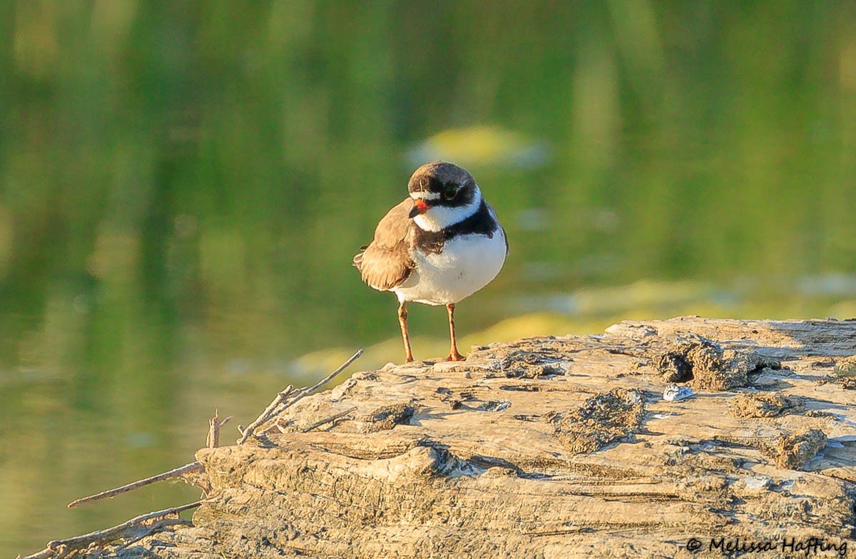 Semipalmated Plover - Melissa Hafting