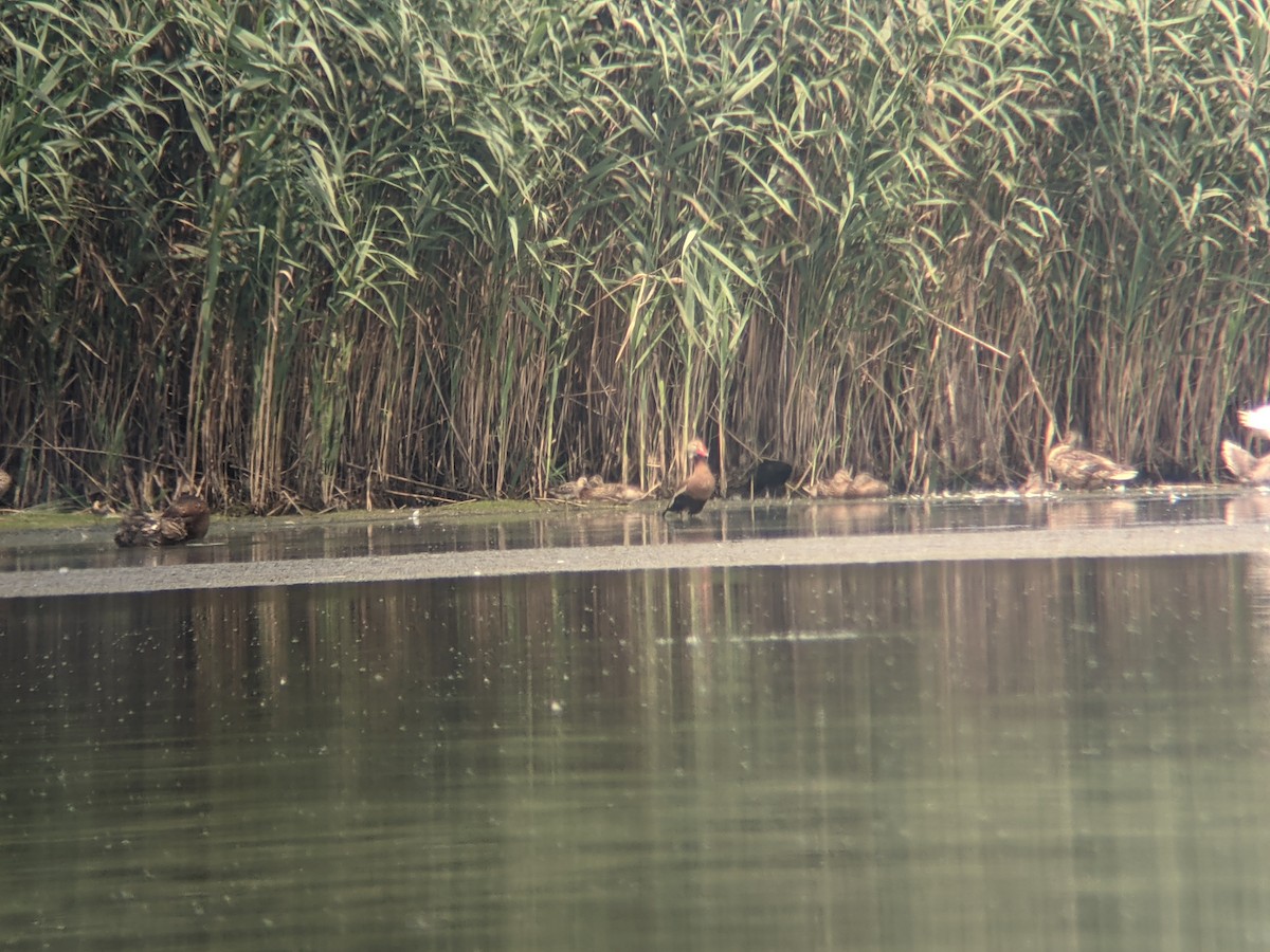 Black-bellied Whistling-Duck - ML357119131