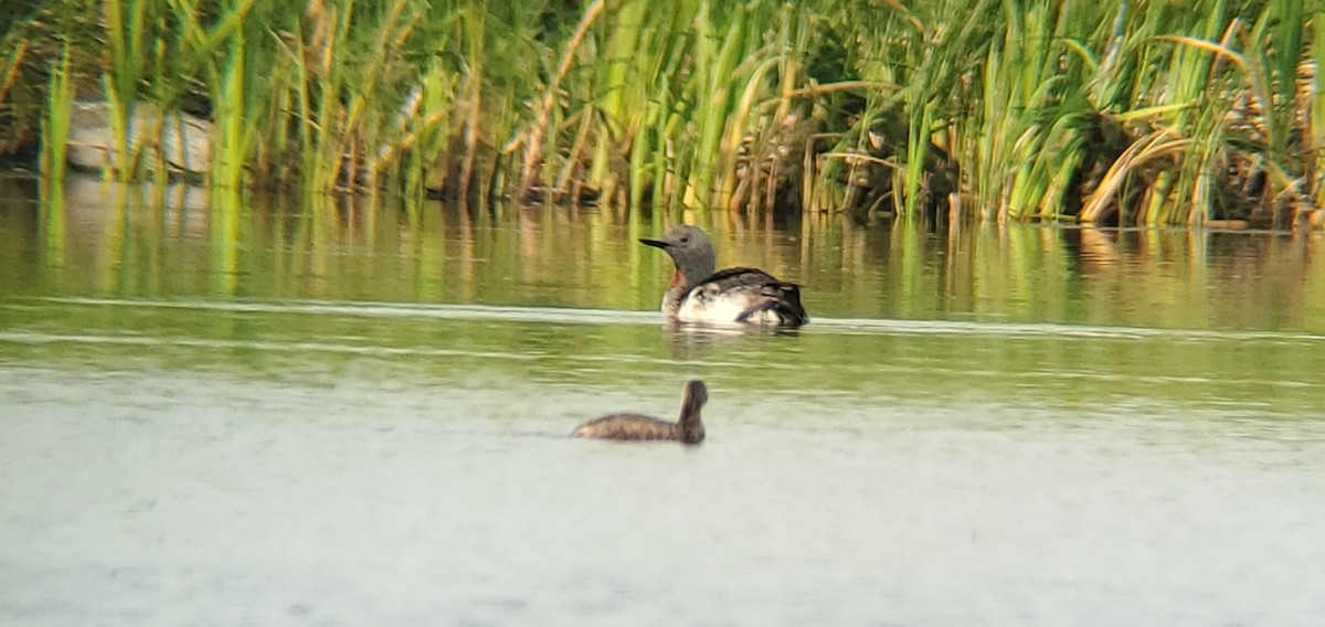 Red-throated Loon - ML357120151