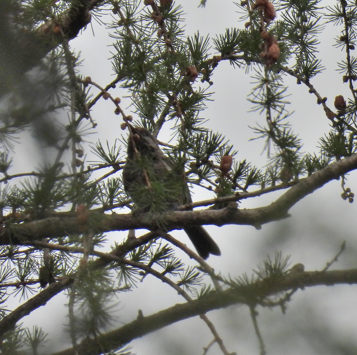 Boreal Chickadee - ML357120521