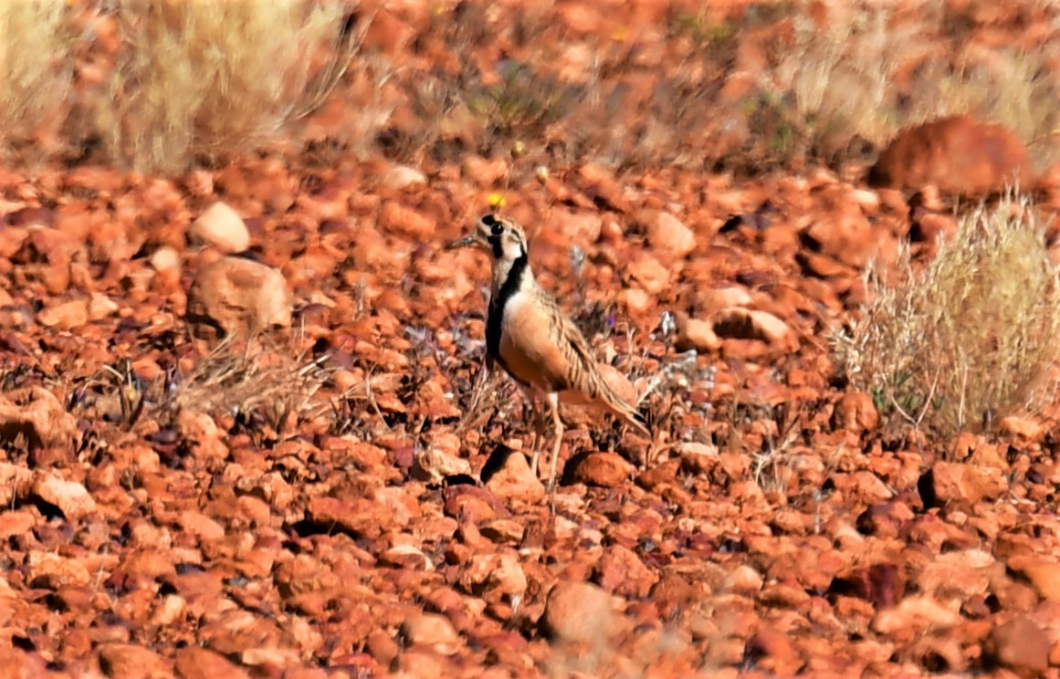 Inland Dotterel - Ron Sawyer