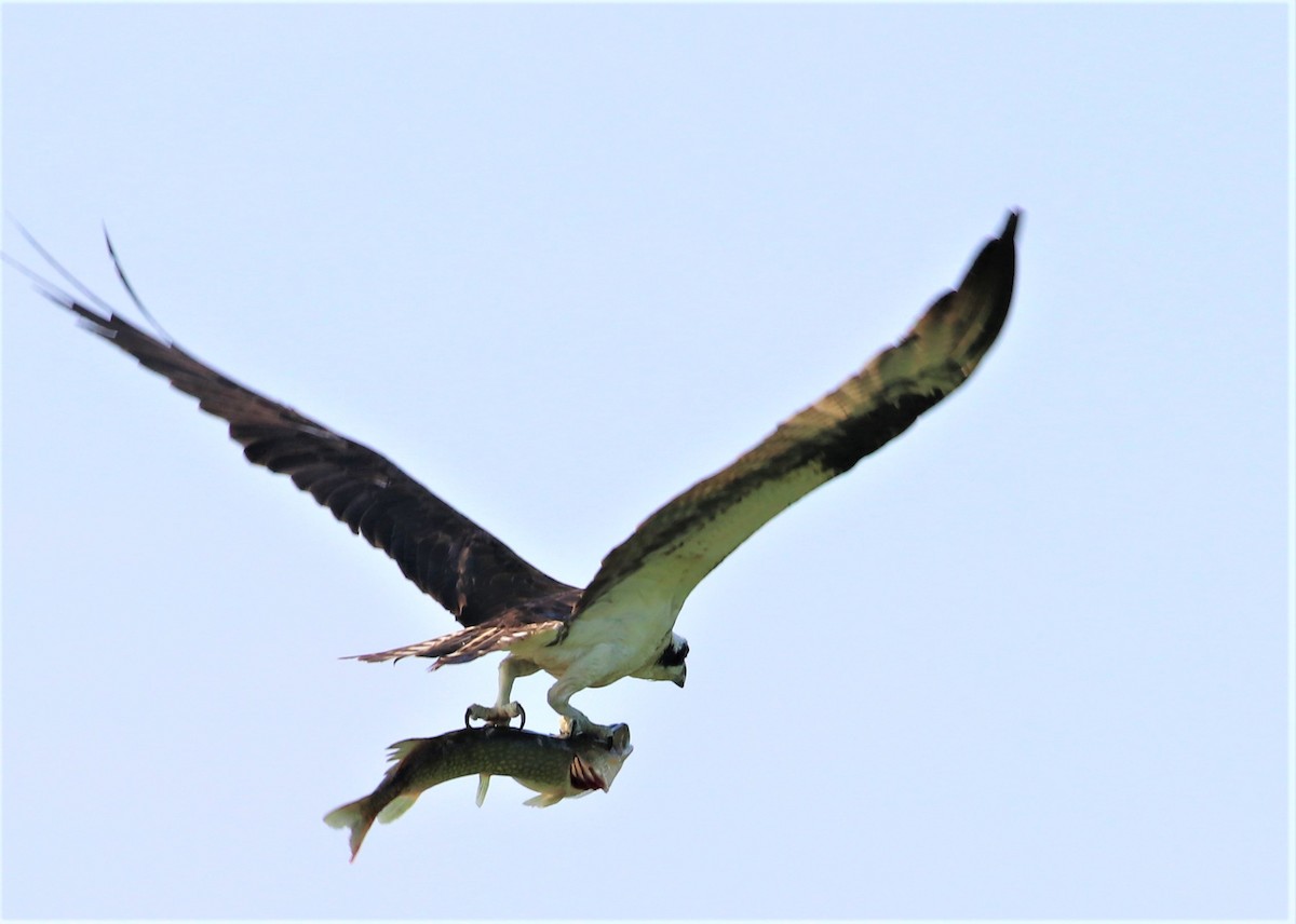 Osprey - Marcelle Praetorius