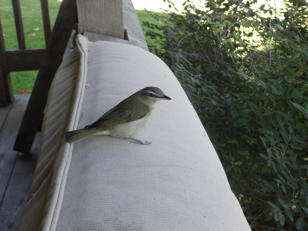 Red-eyed Vireo - shirley giffin