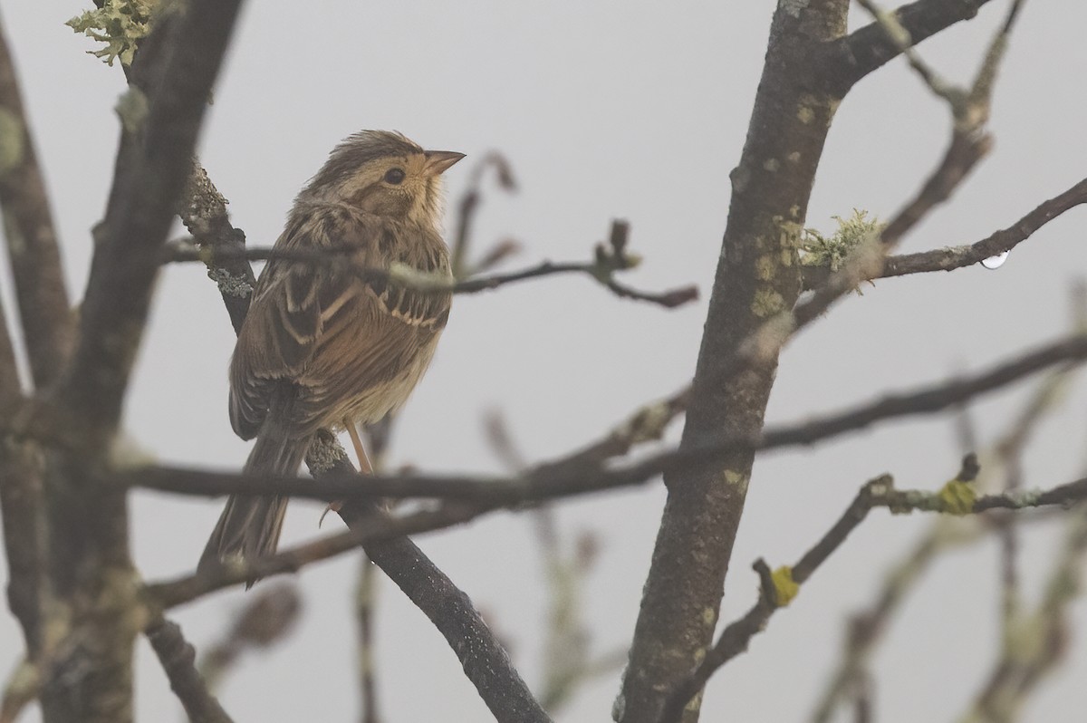 Clay-colored Sparrow - Greg Bodker