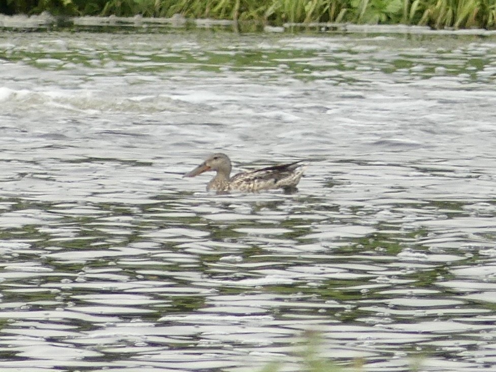 Northern Shoveler - ML357129261