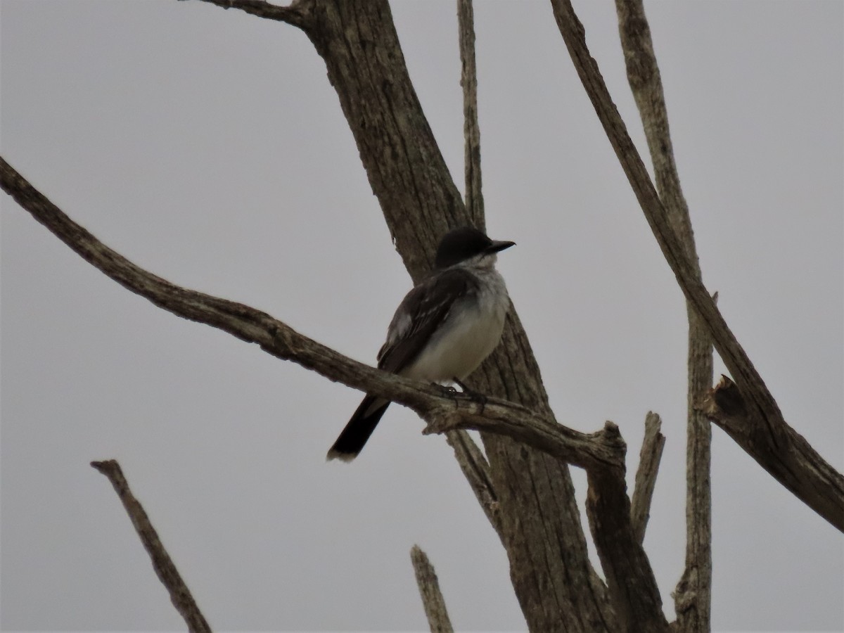 Eastern Kingbird - ML357129381