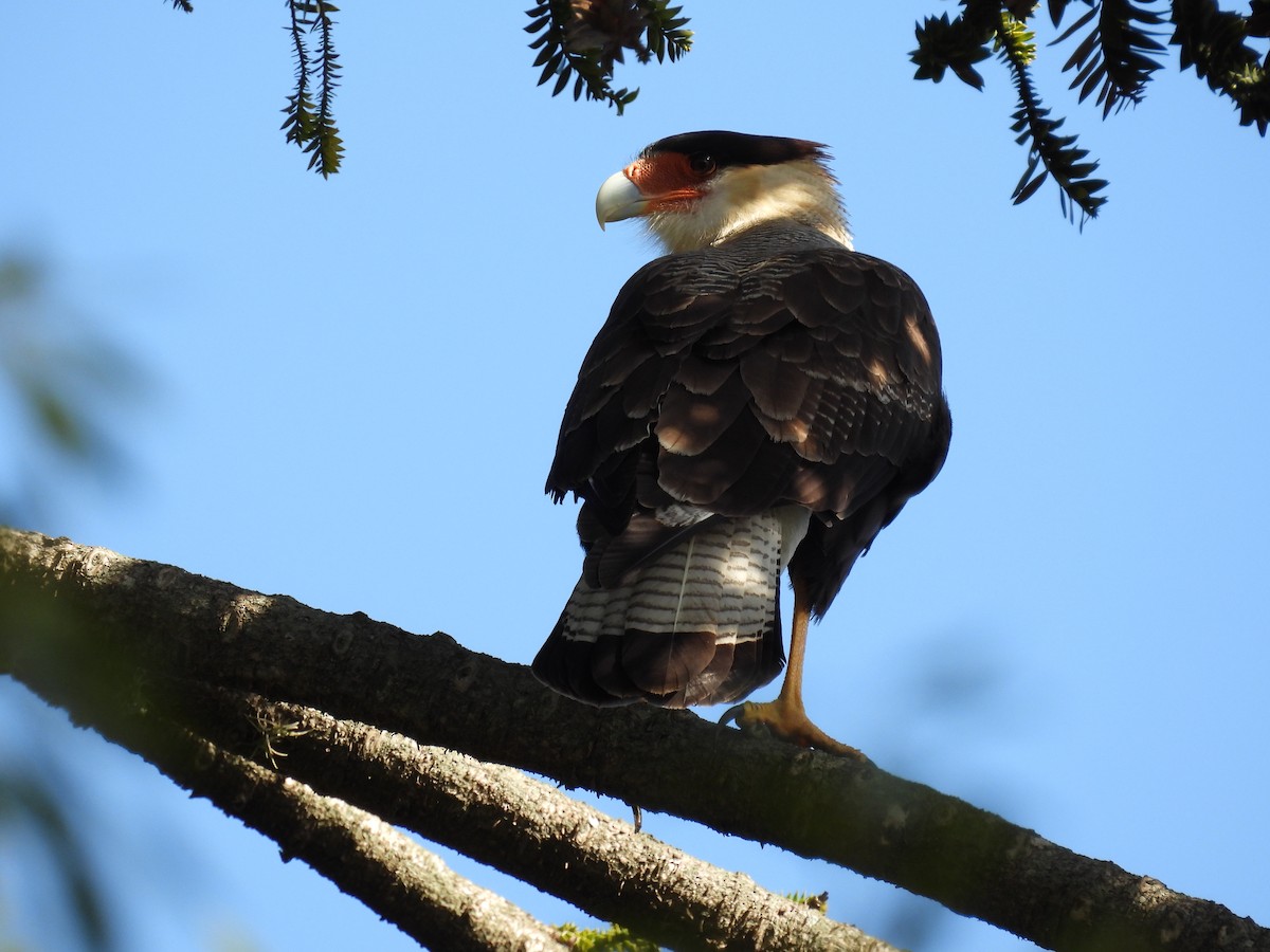 Crested Caracara (Southern) - ML357133871