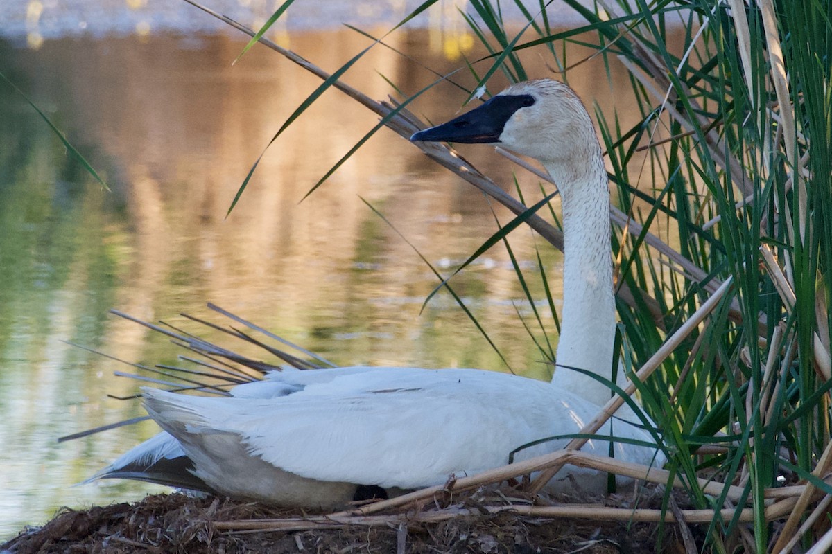 Trumpeter Swan - ML357134071