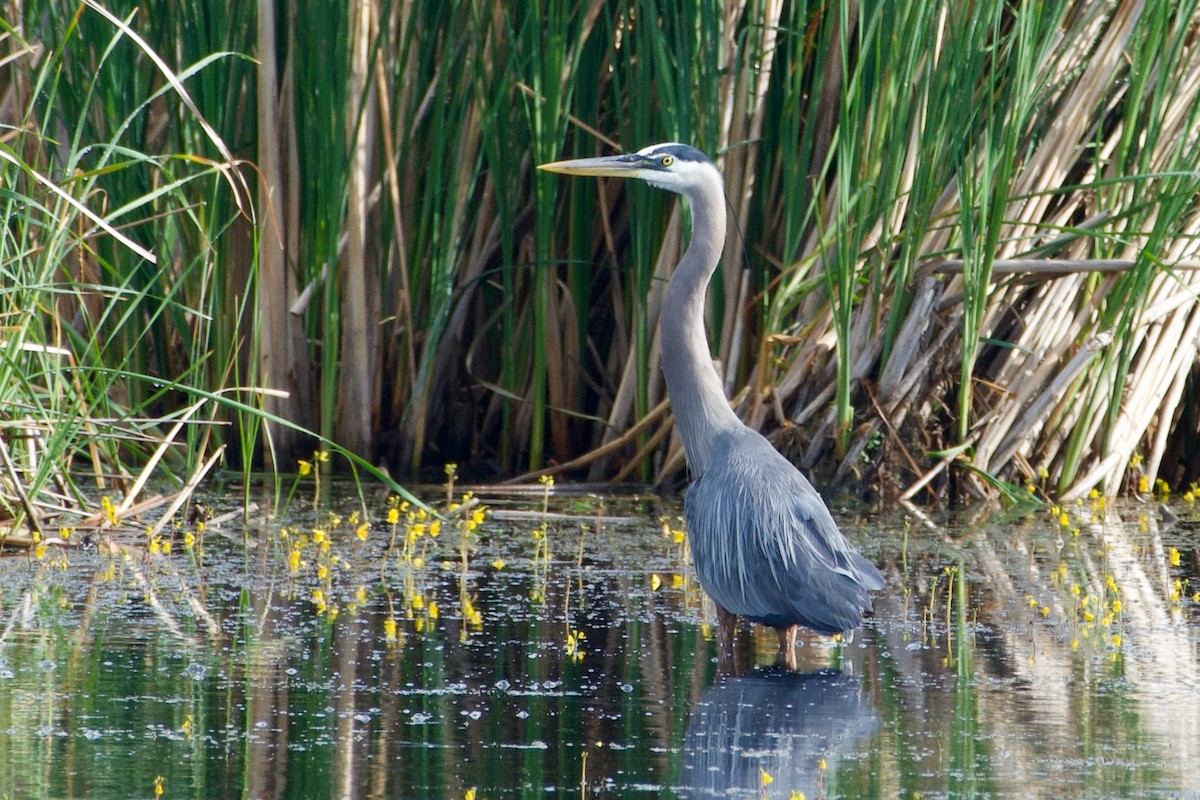 Great Blue Heron - ML357134091