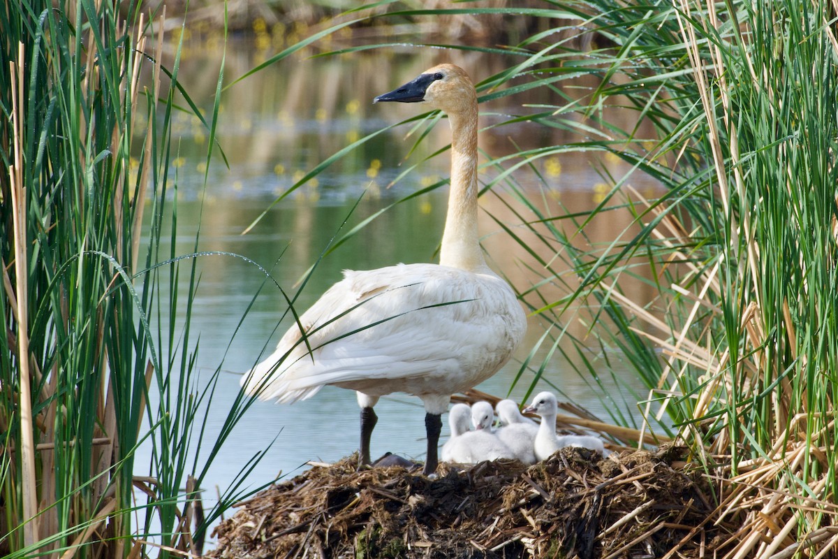 Trumpeter Swan - ML357134101