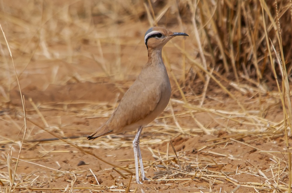 Cream-colored Courser - ML357136051