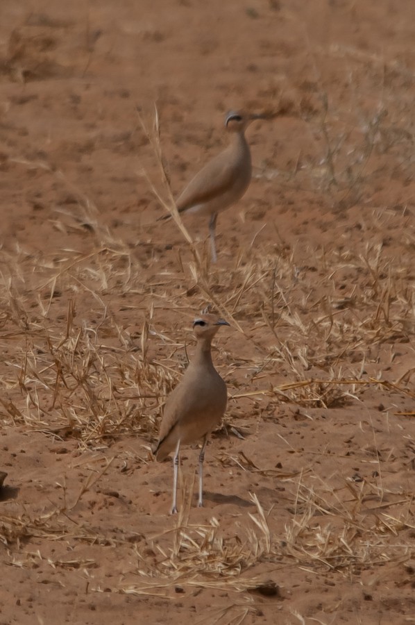 Cream-colored Courser - ML357136081