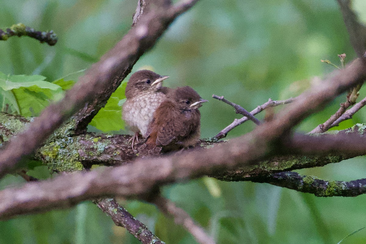 Northern House Wren - ML357136341