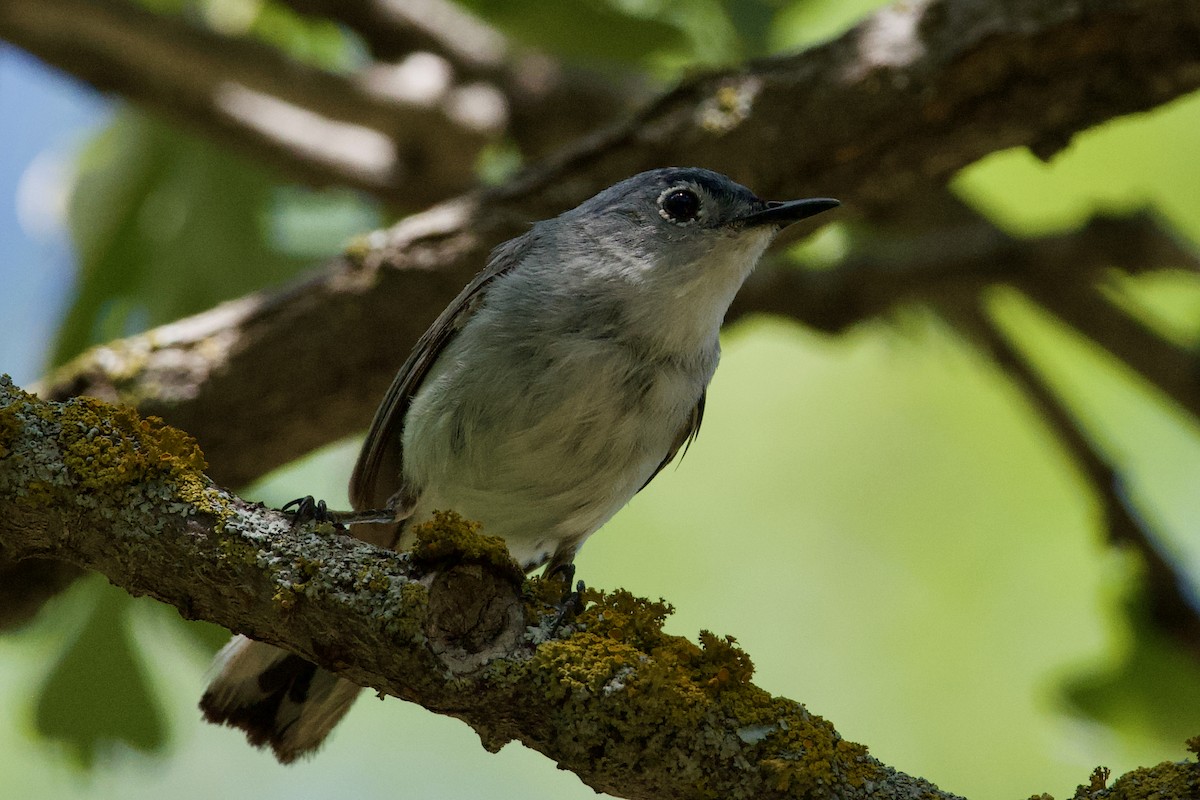 Blue-gray Gnatcatcher - ML357136381