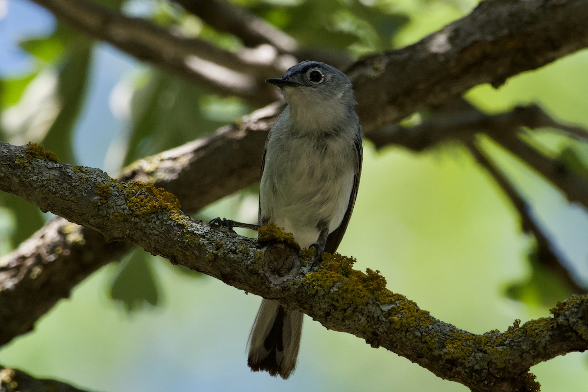 Blue-gray Gnatcatcher - ML357136391