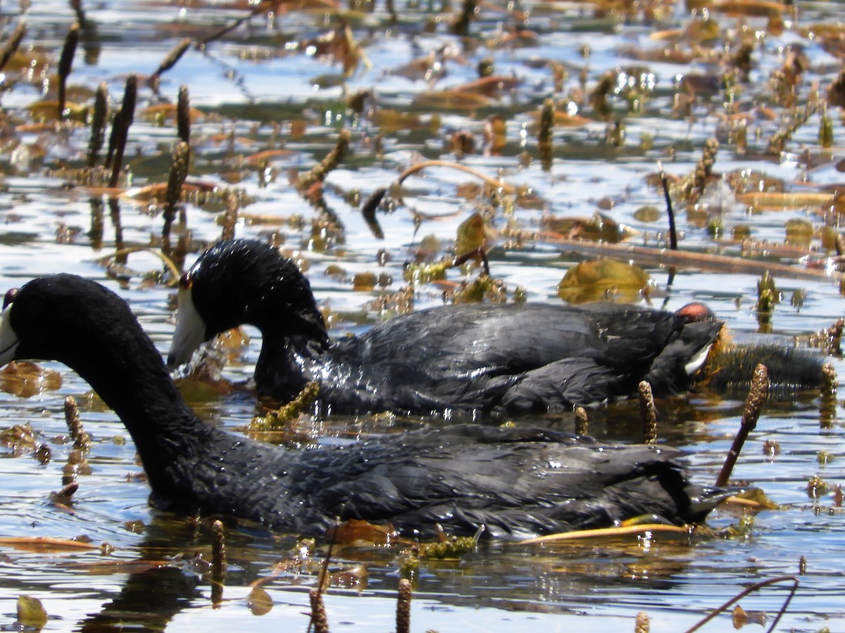 American Coot - ML357136731