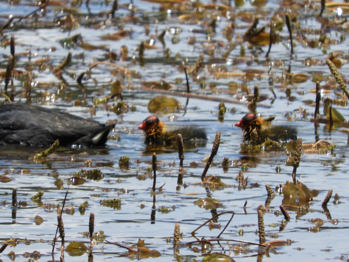 American Coot - ML357136741