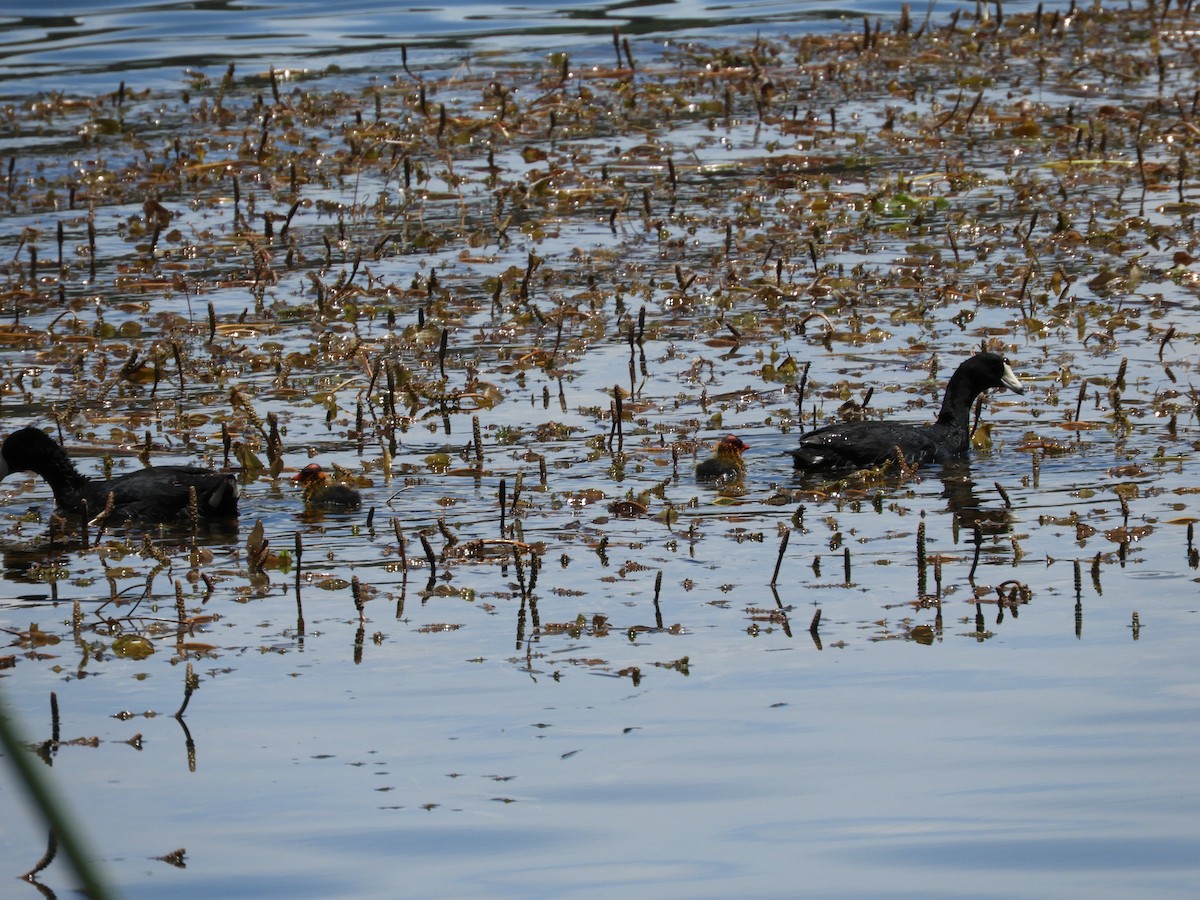 American Coot - María Eugenia Paredes Sánchez