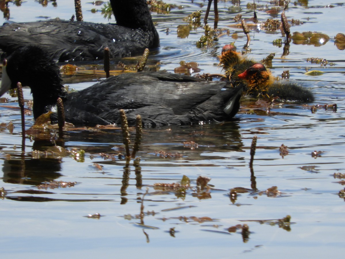 American Coot - ML357136761