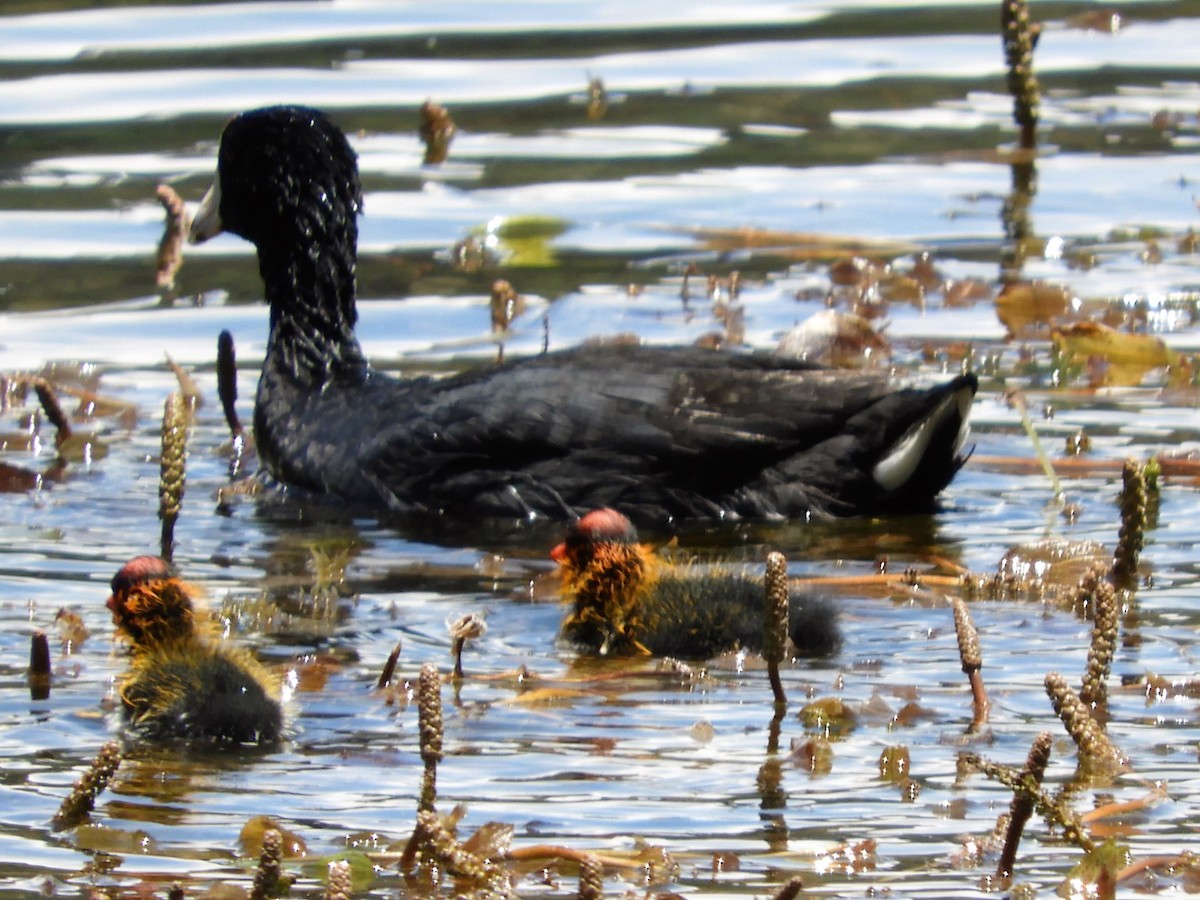 American Coot - ML357136871