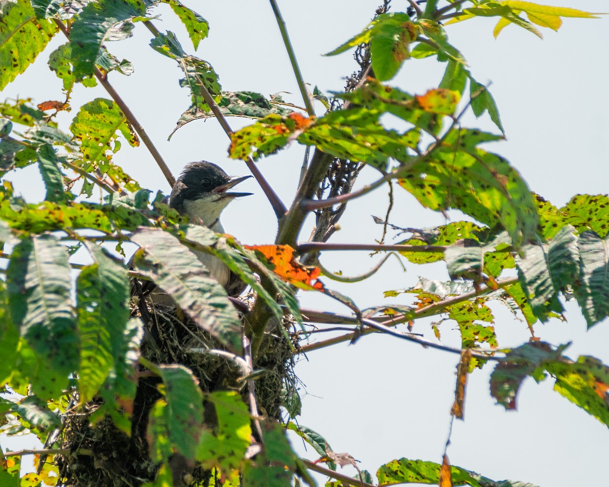 Eastern Kingbird - ML357137461