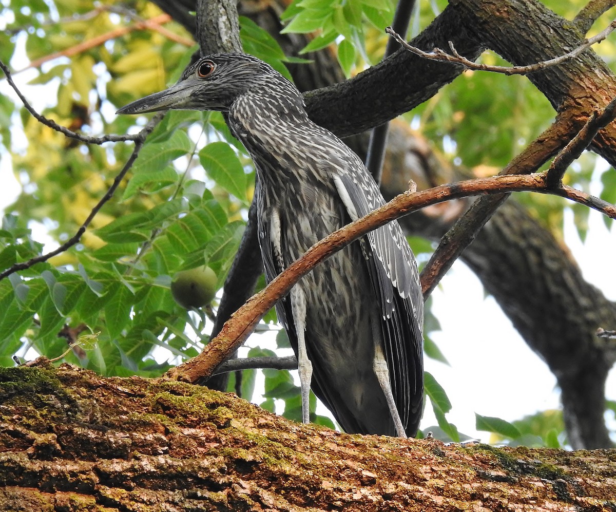 Yellow-crowned Night Heron - ML357141221