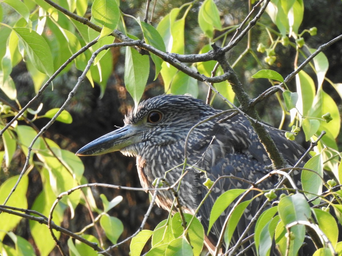 Yellow-crowned Night Heron - ML357141231