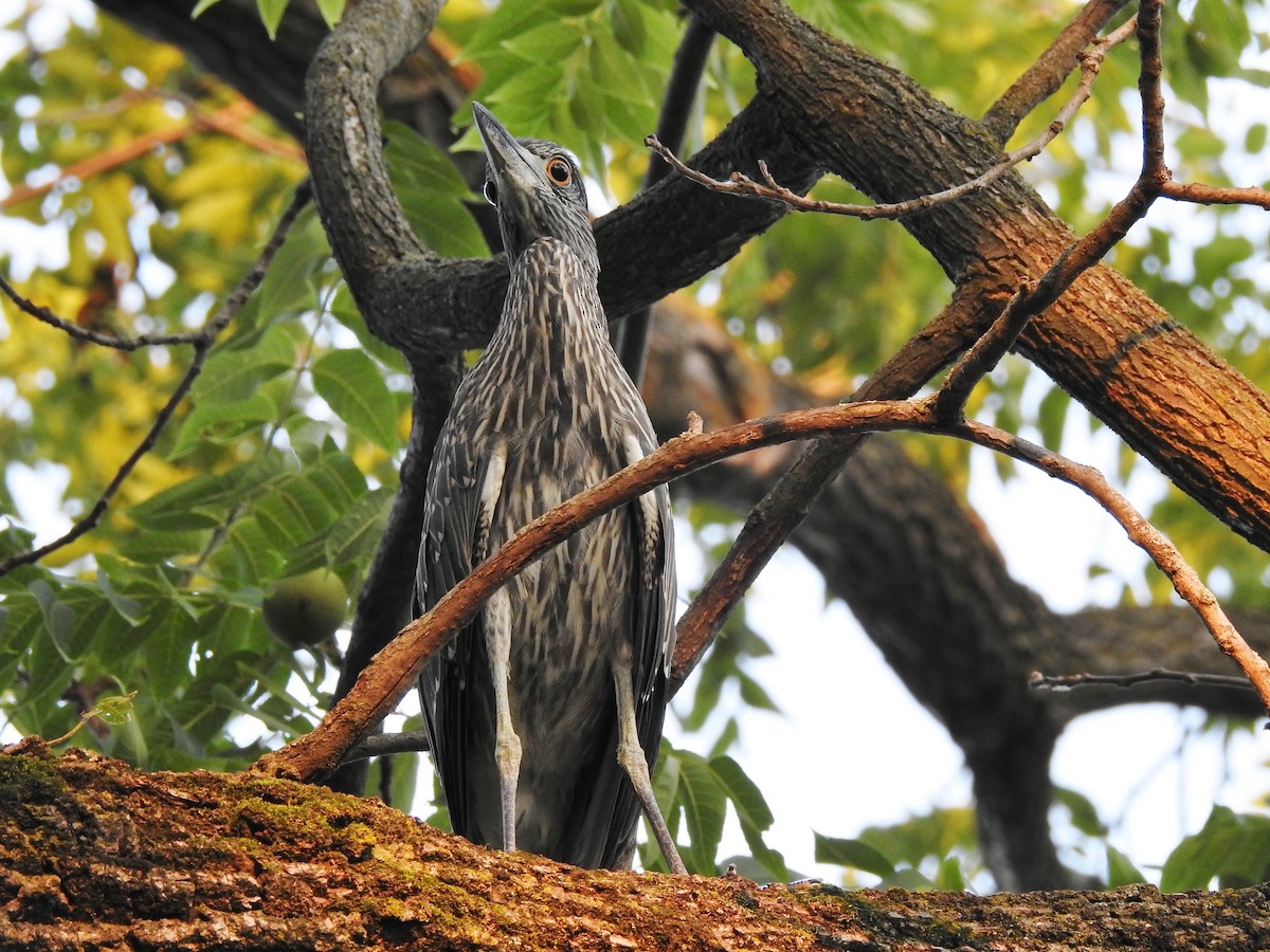 Yellow-crowned Night Heron - ML357141241