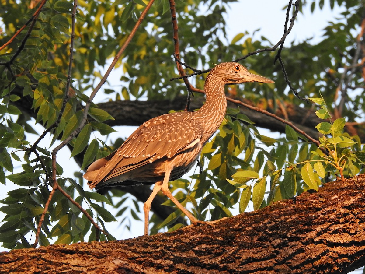 Yellow-crowned Night Heron - ML357141261