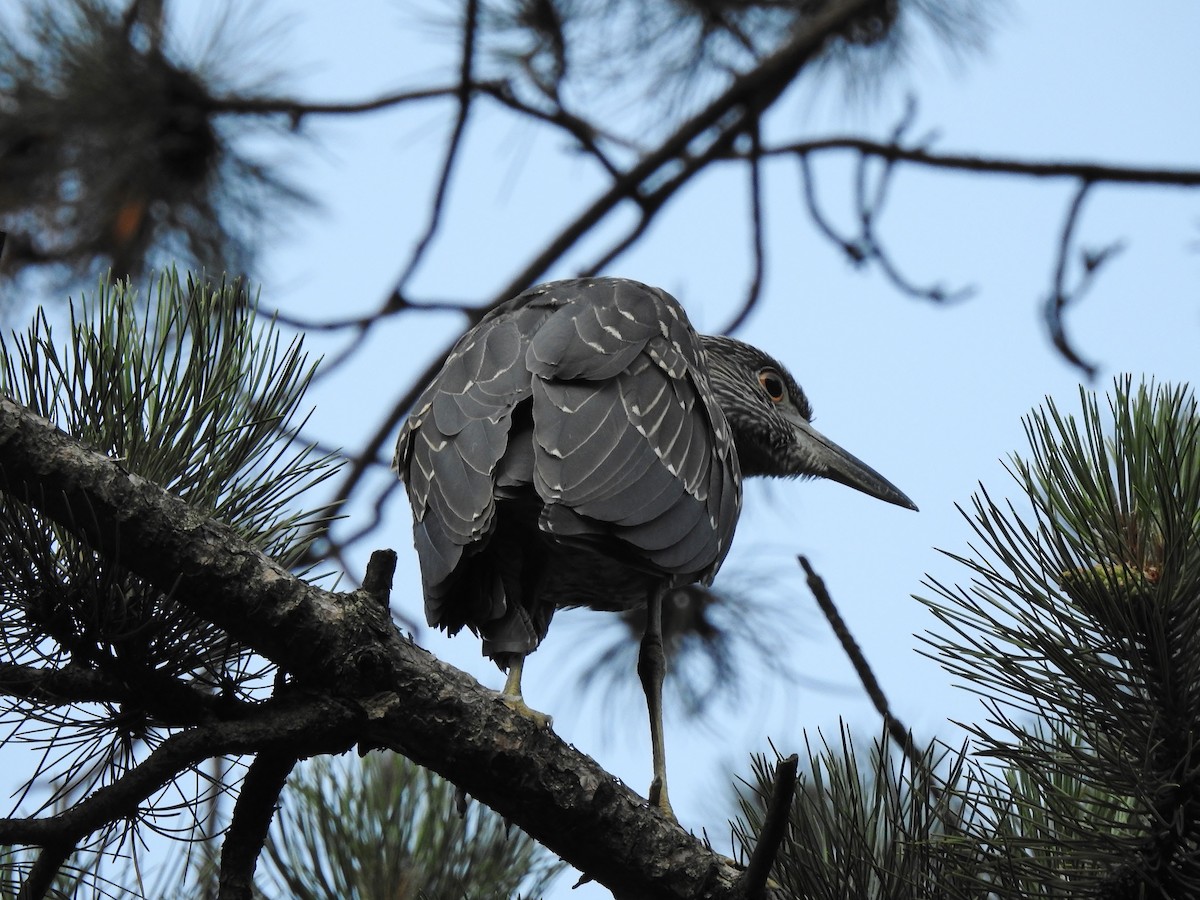 Yellow-crowned Night Heron - ML357141271