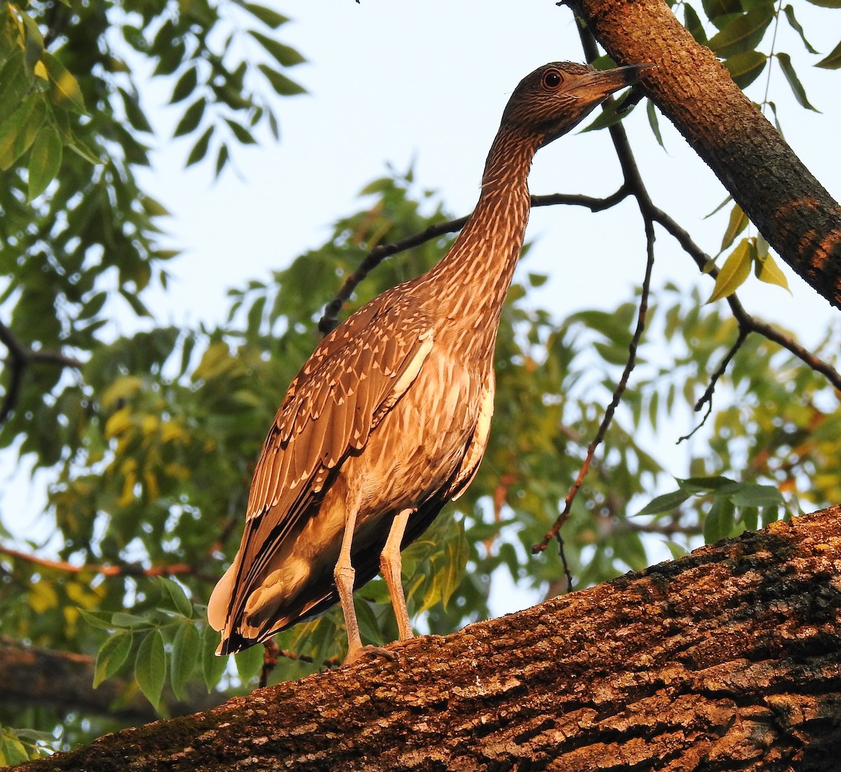 Yellow-crowned Night Heron - ML357141281