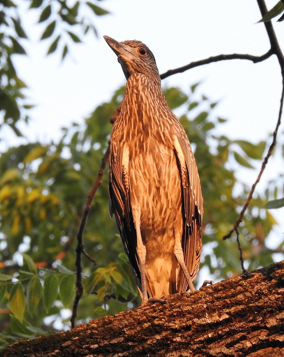 Yellow-crowned Night Heron - ML357141301