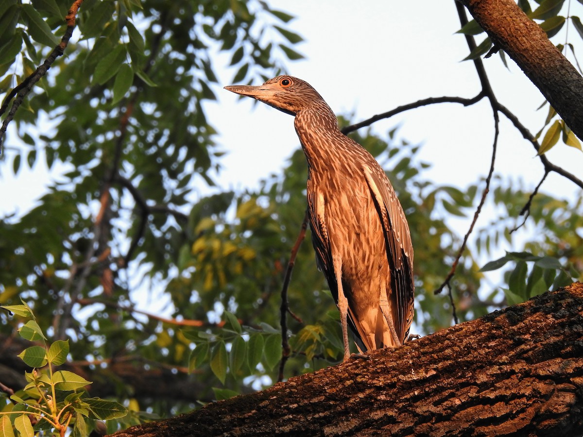 Yellow-crowned Night Heron - ML357141331