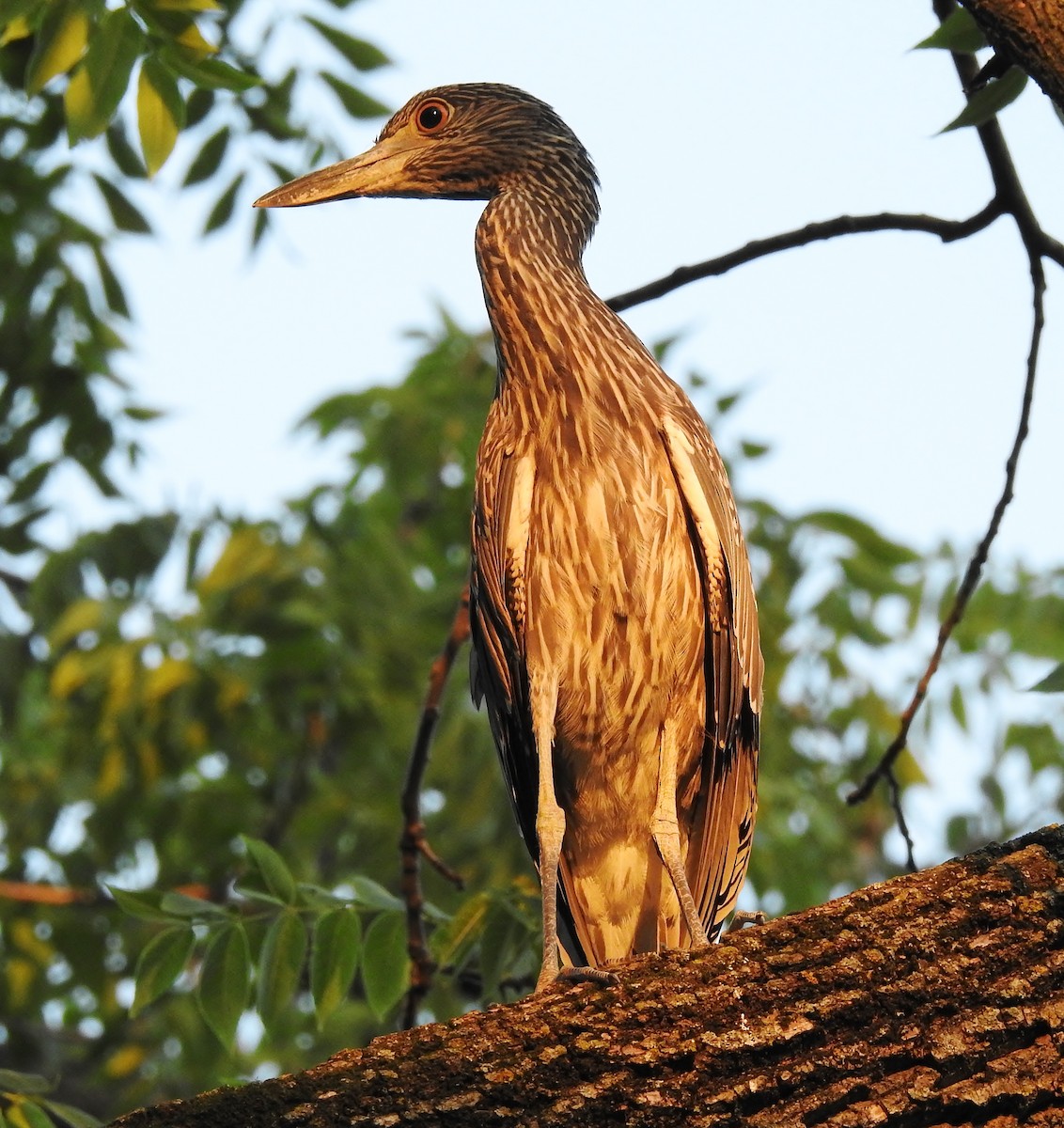 Yellow-crowned Night Heron - Donna Johnston