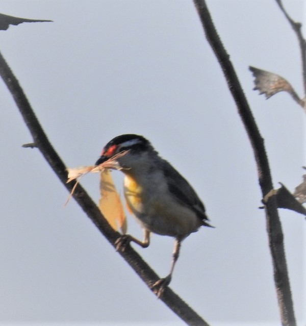 Striated Pardalote (Black-headed) - ML357141531