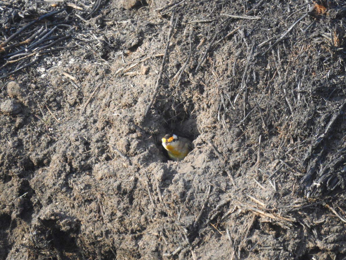 Striated Pardalote (Black-headed) - ML357141551