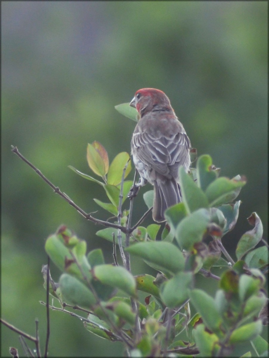 House Finch - ML357141681